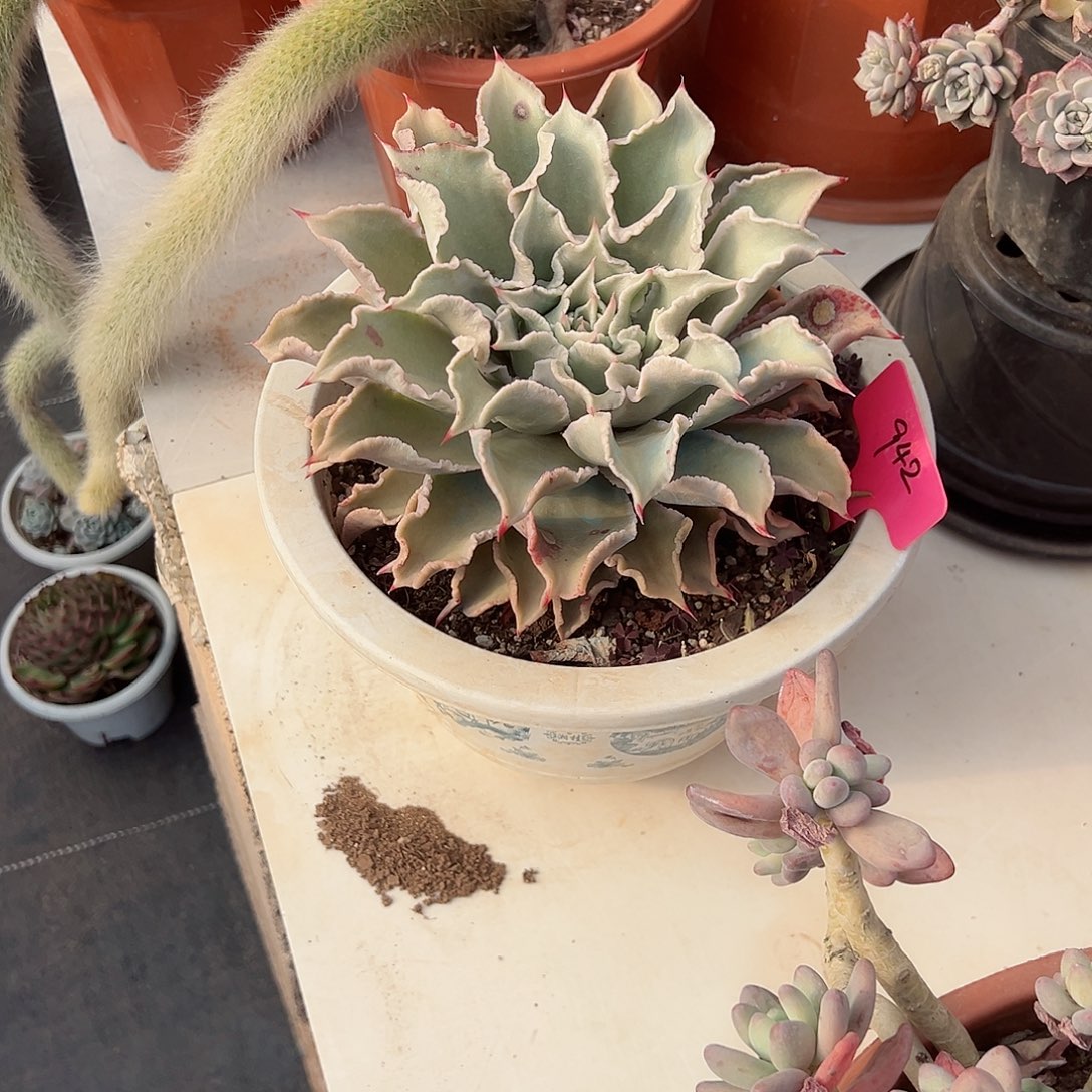 旗****?942饺子皮多肉我