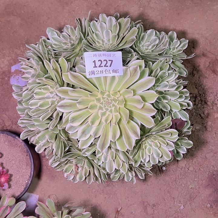 1227碧浪多肉老桩