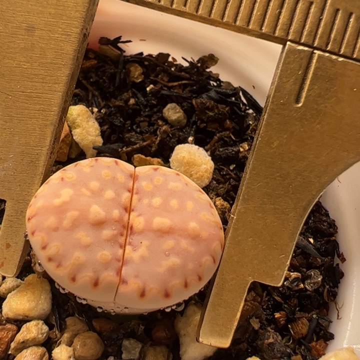 粉饼干多肉植物143