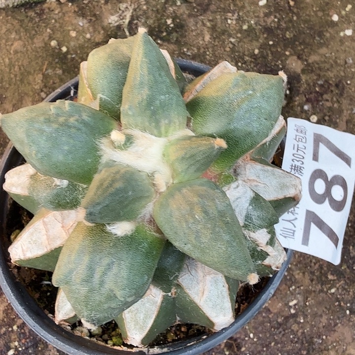 无花朵787蓝白肌蛋怒东七