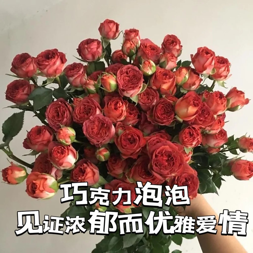 【10支巧克力泡泡多头玫】家居生活鲜花次日达昆明基地鲜花直播批发包邮