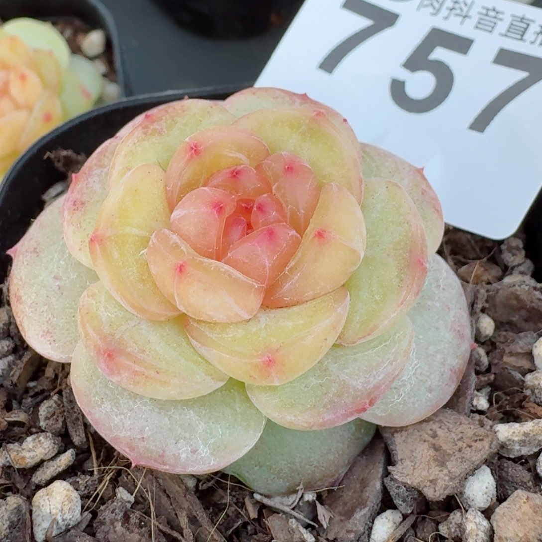 媚娘       多肉植物