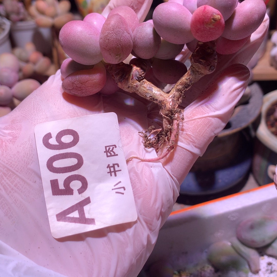 仙子奶酪多肉 仙子  506@