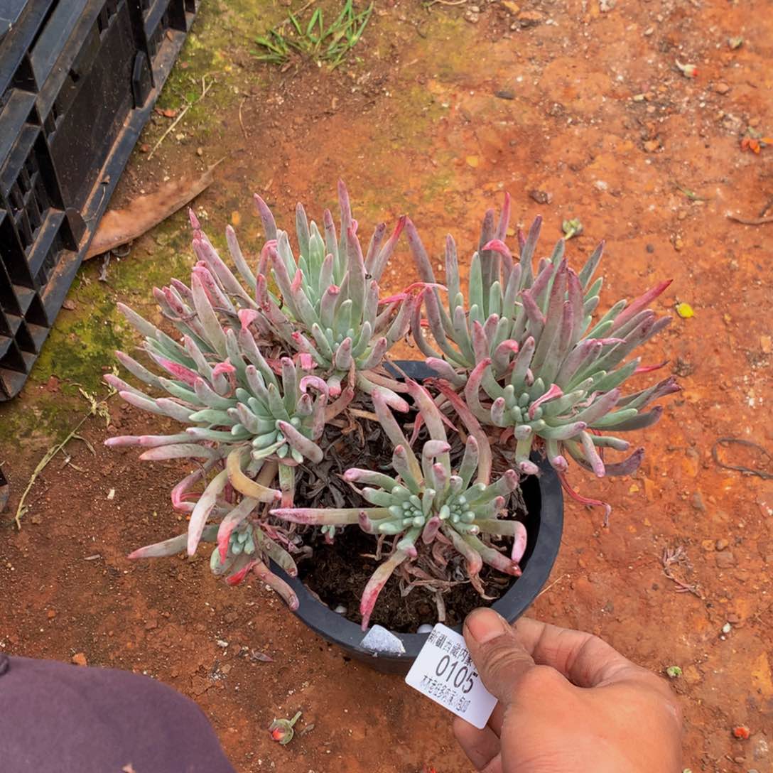 三****草0105艾杜丽丝多肉