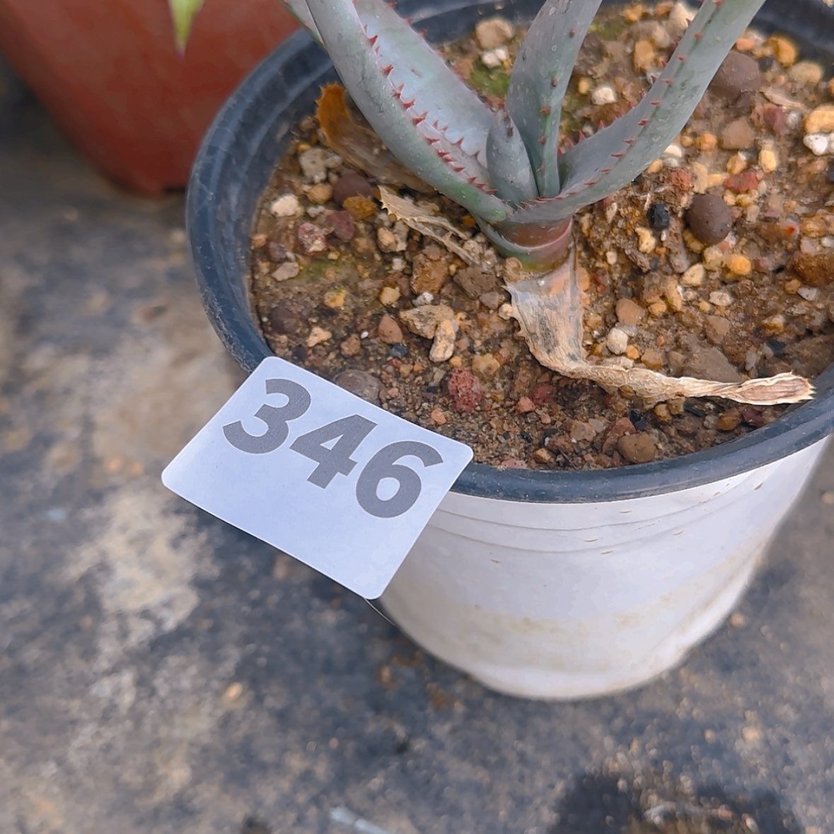 【闪购商品】叮***坨块根植物