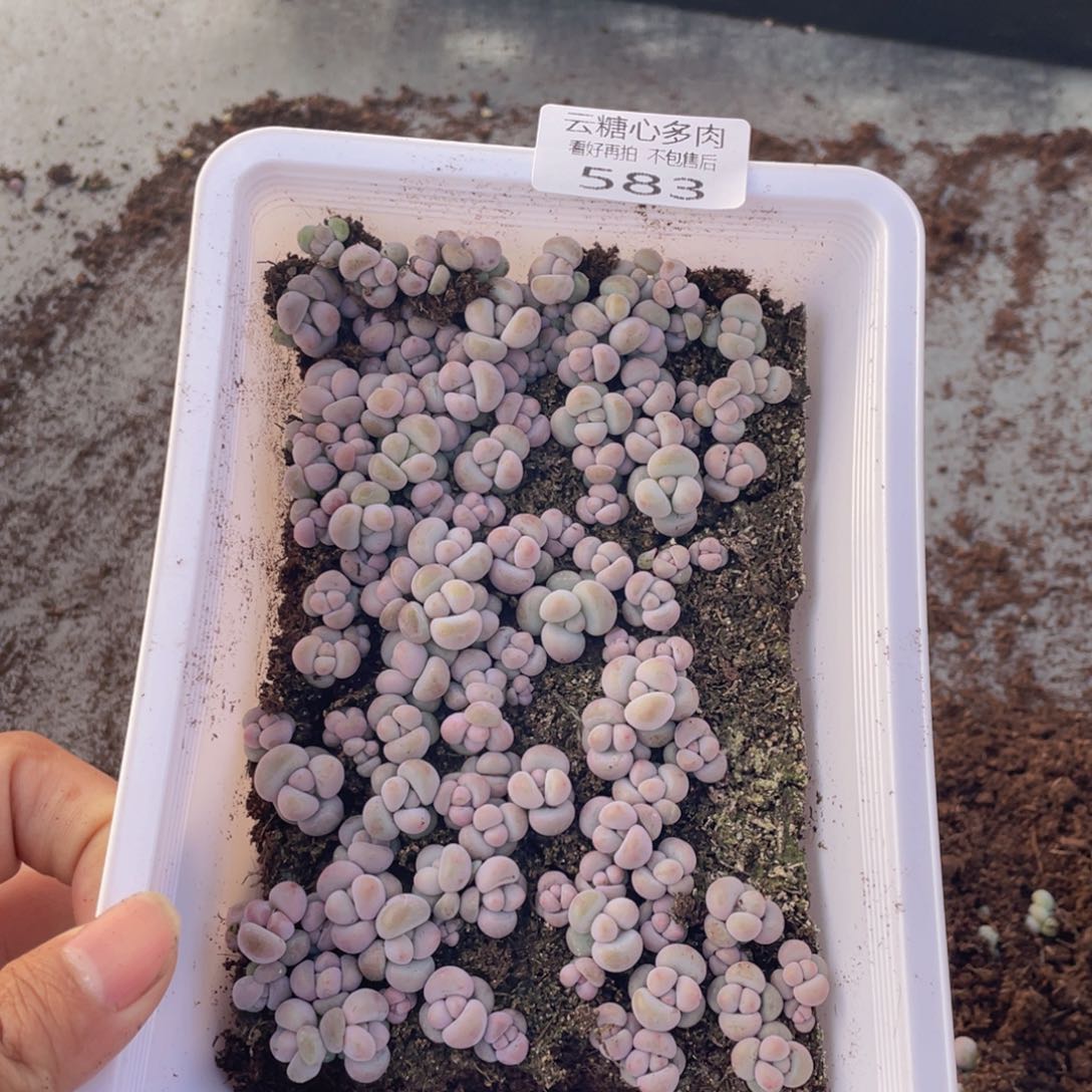 云糖心多肉植物583