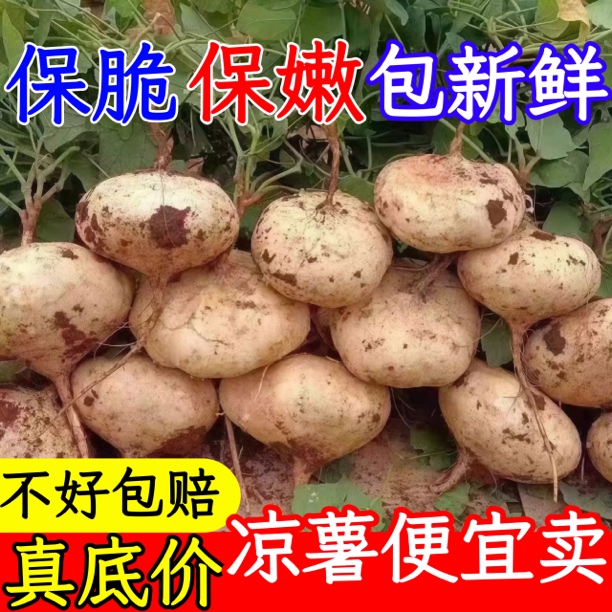 【沙土地萝卜】新鲜凉薯现挖超甜白土瓜农家种植豆薯地萝卜沙葛红薯