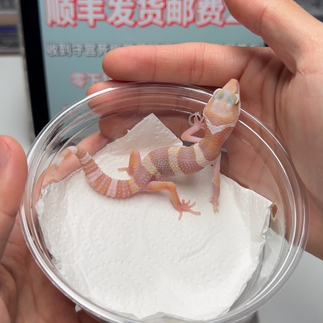 豹纹守宫雪花川普