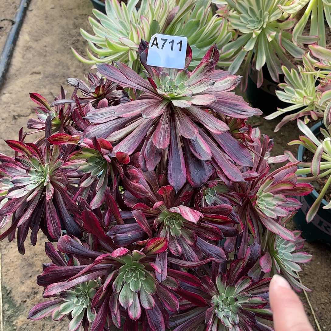 多肉法师繁花红颜拉丝711