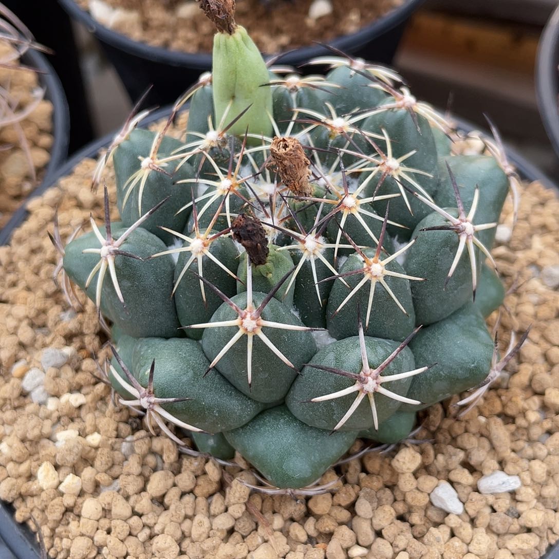 仙人球顶花球属原始魔象7.2厘米