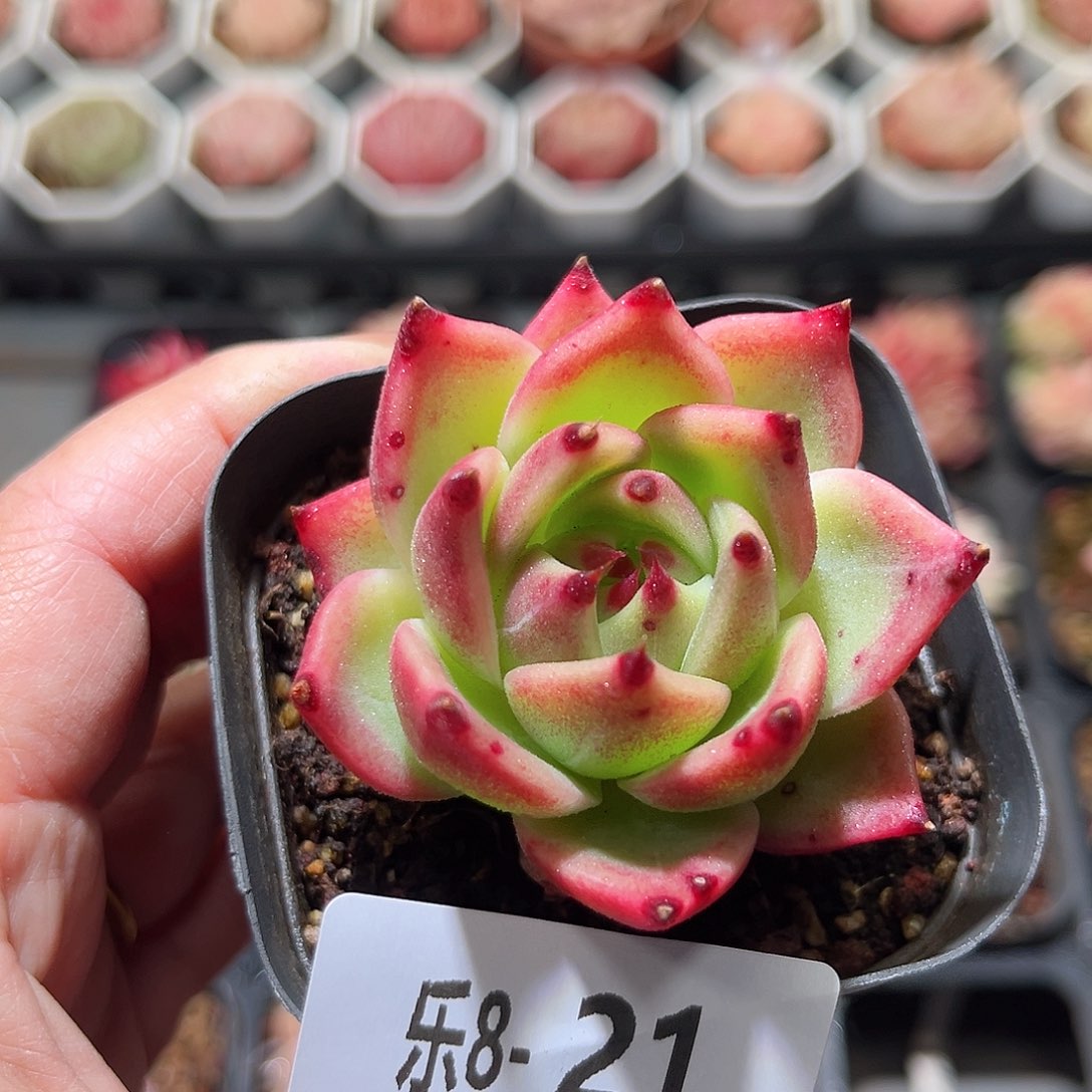 乐8-21 蓝龙单头