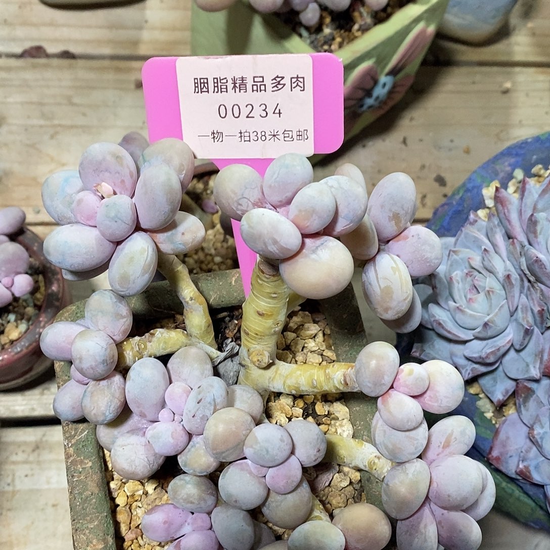 平***凡00234次v波涛哦璐璐