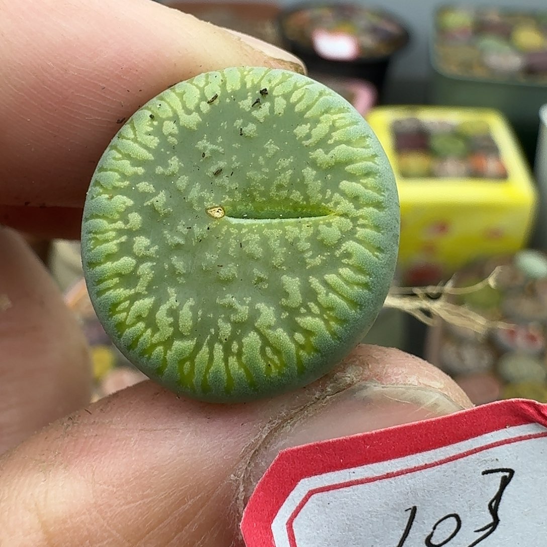 103多肉哈回家就好哈哈