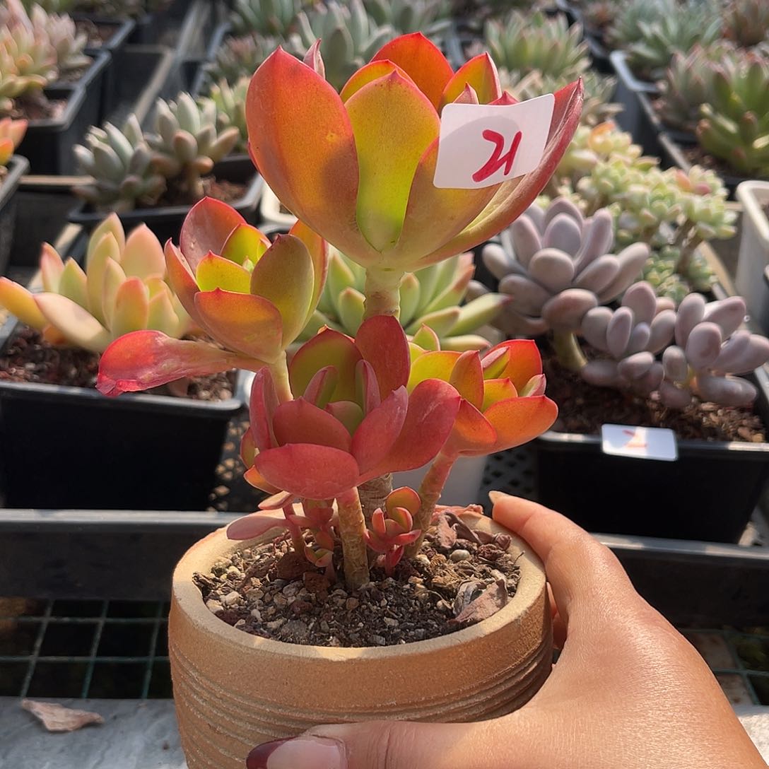 红颜容。   21。  11111111111