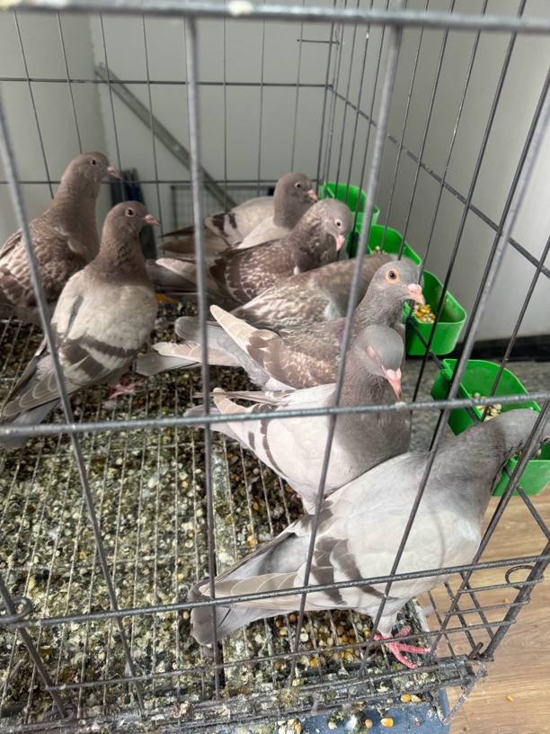 生鲜肉鸽白羽王灰王银王种鸽老鸽子幼鸽包邮450克