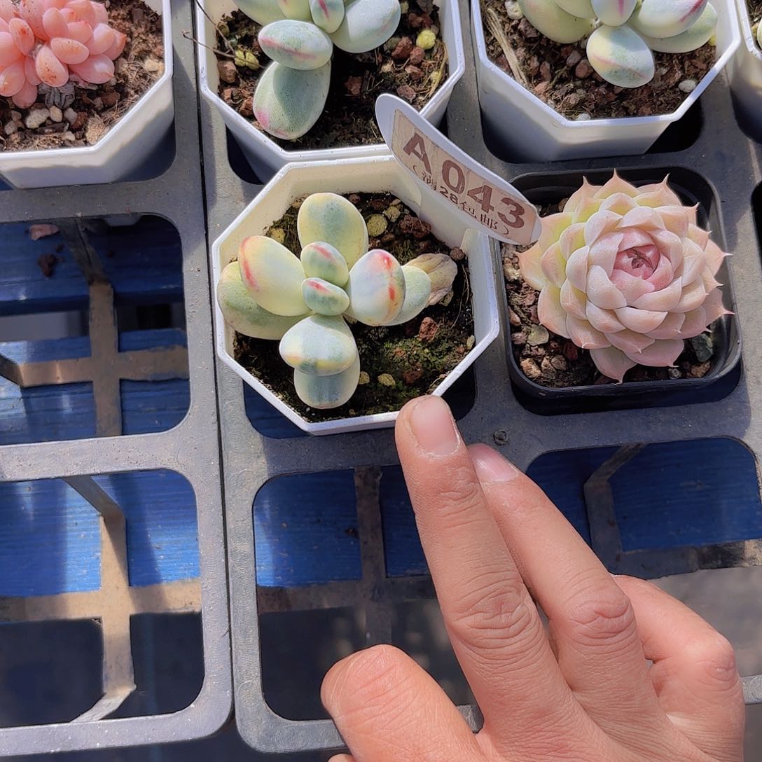 手****✨A043乒乓锦yi wu yi pai