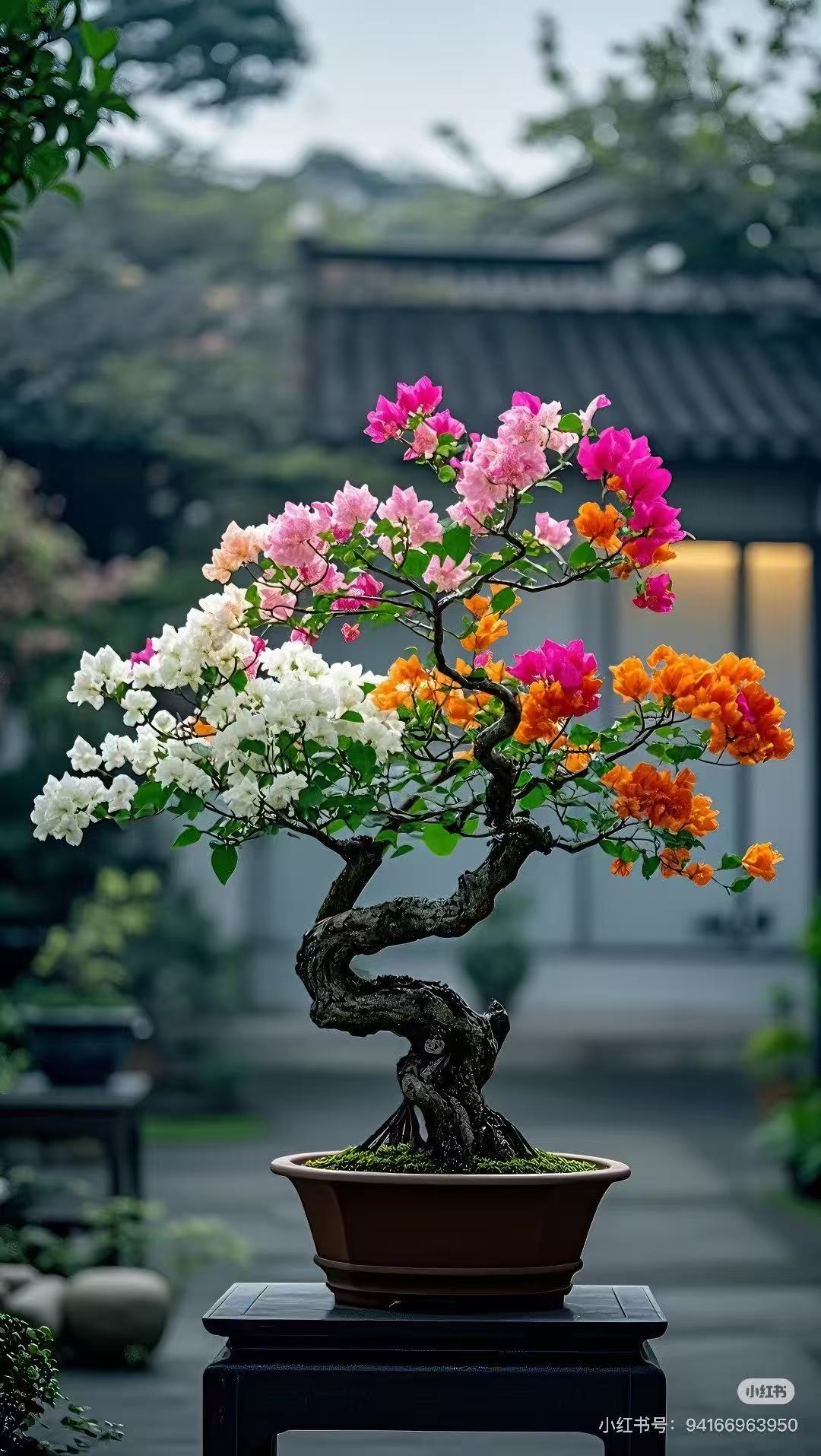 （一物一拍）精品高飘老桩三角梅 造型盆景四季勤花 庭院露台换新颜