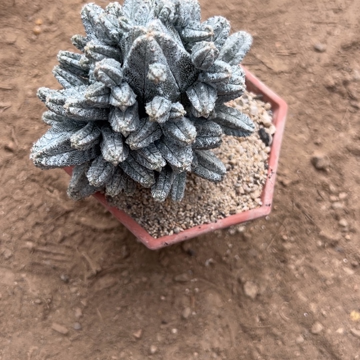 白***星吉祥如意等名家的书法精品