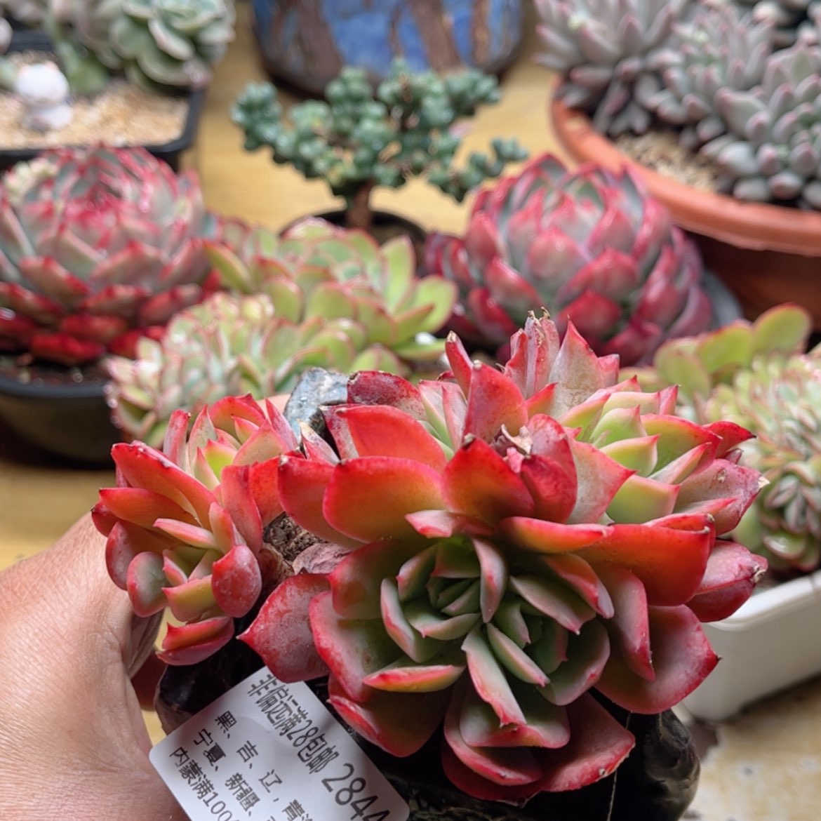 【闪购商品】2844绮罗仙子