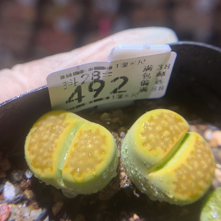  精品生石花28.492