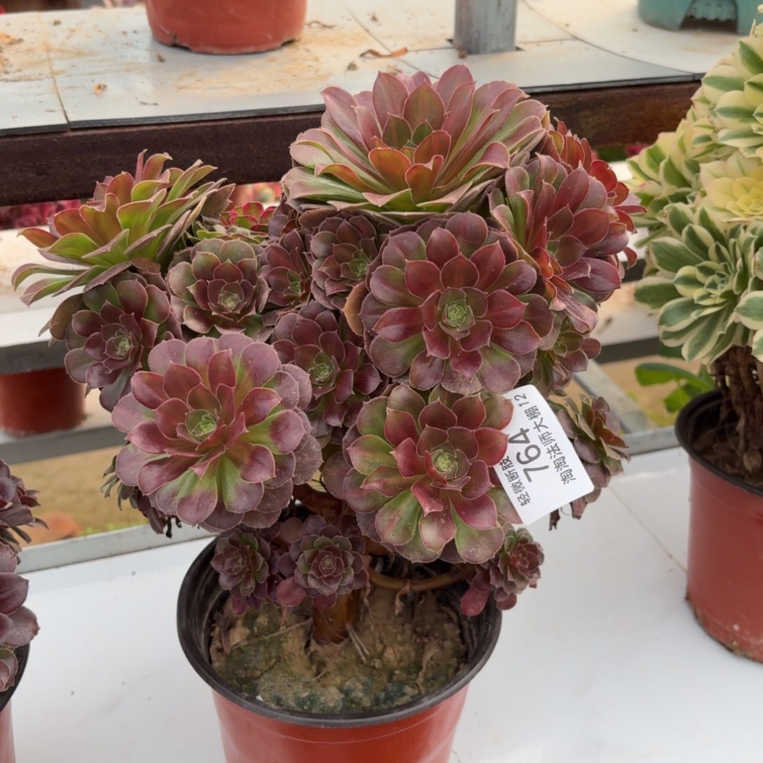 764荷兰圆叶玫瑰中班多肉植物