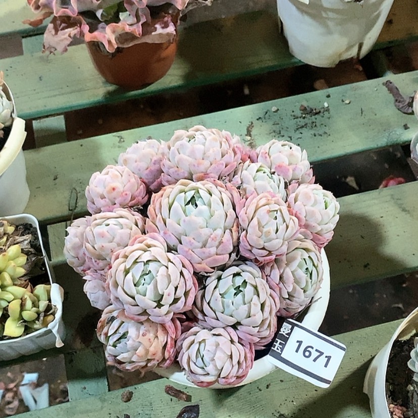 【闪购商品】贝瑞1671