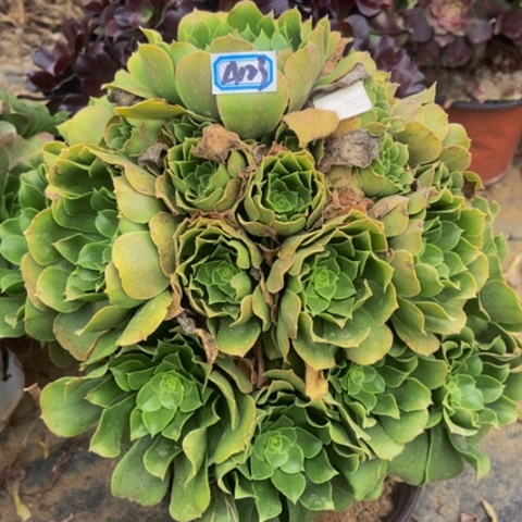 绿玫瑰多肉植物123多肉