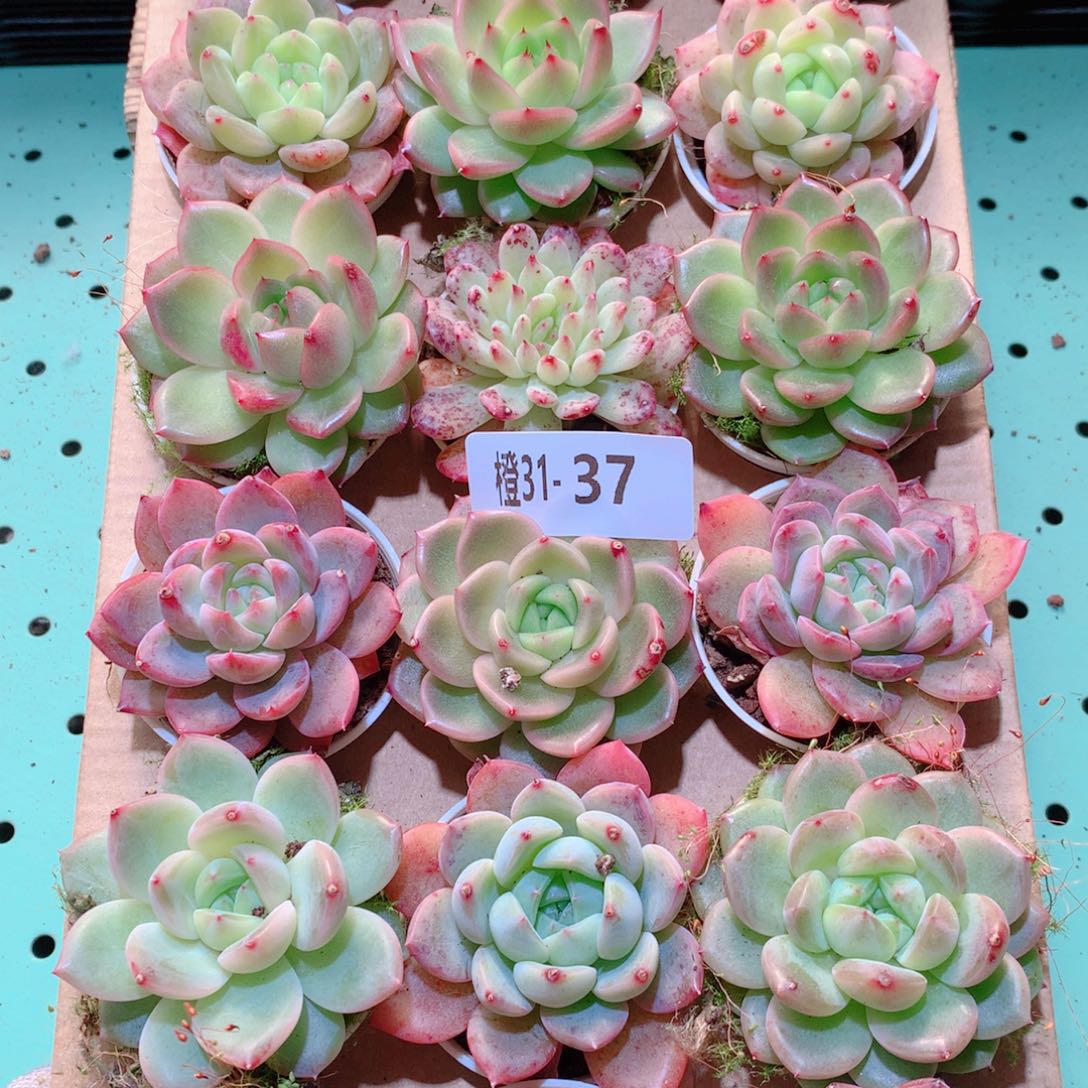 31-37一物一拍多肉带盆18颗