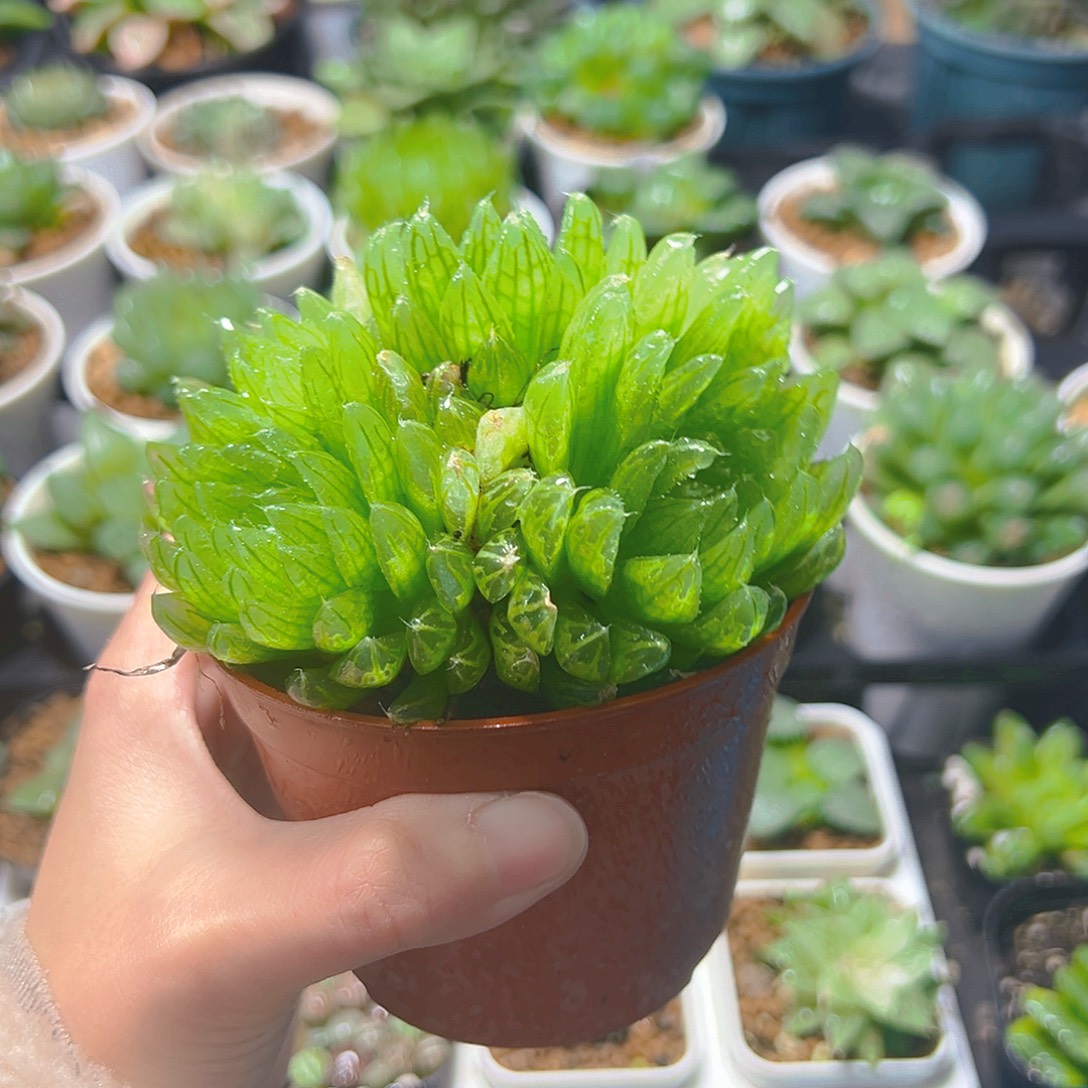 樱变女神群玉露多肉植物一颗