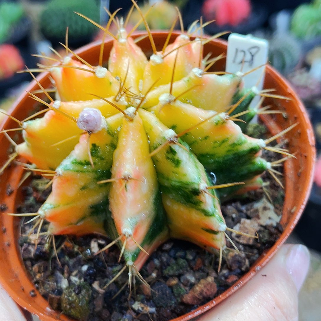 非偏远地区满25包邮仙人球