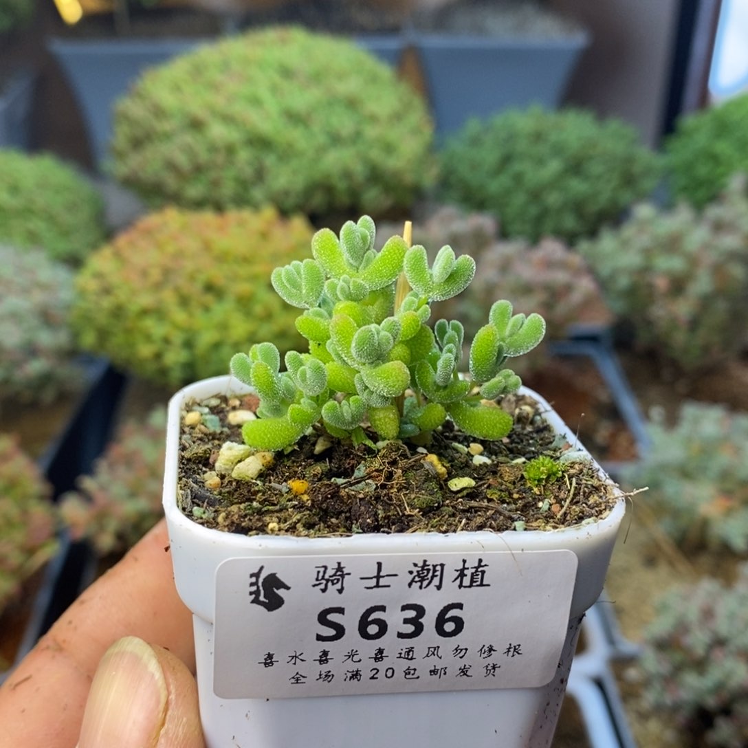 636实生莱斯枝干