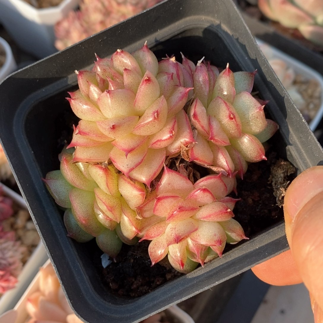 精品多肉一物柏不包整44