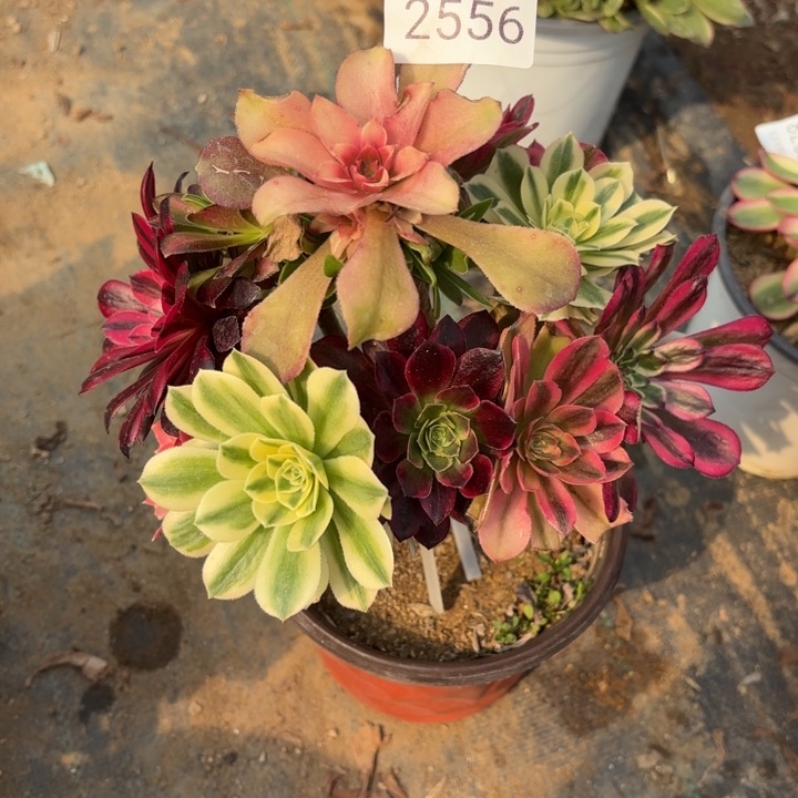 七彩树多肉法师2556