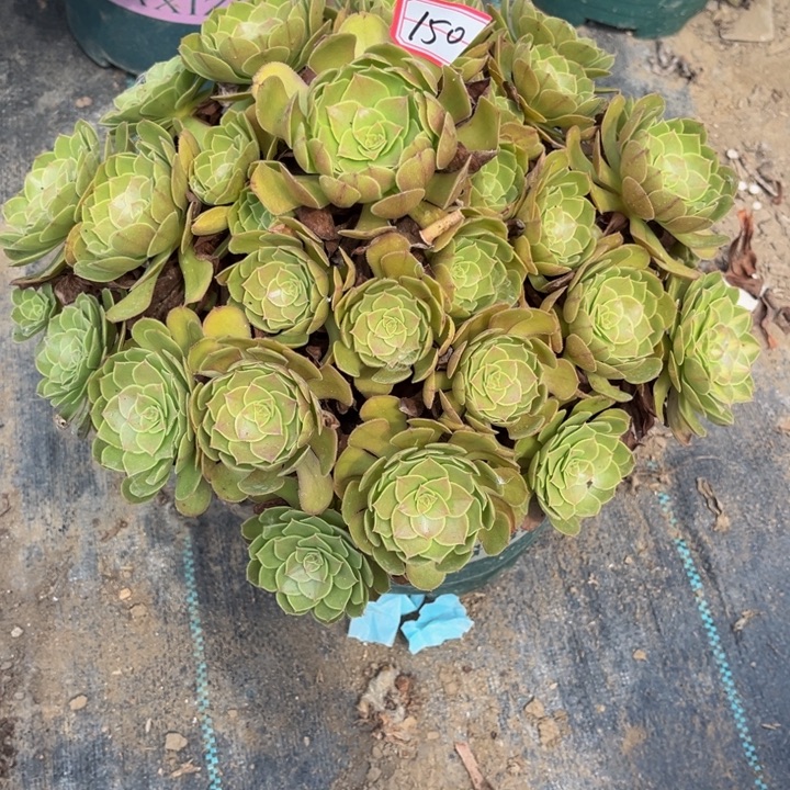 150多肉植物法师老庄