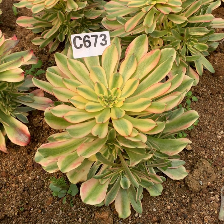 油画少女手捧673多肉植物