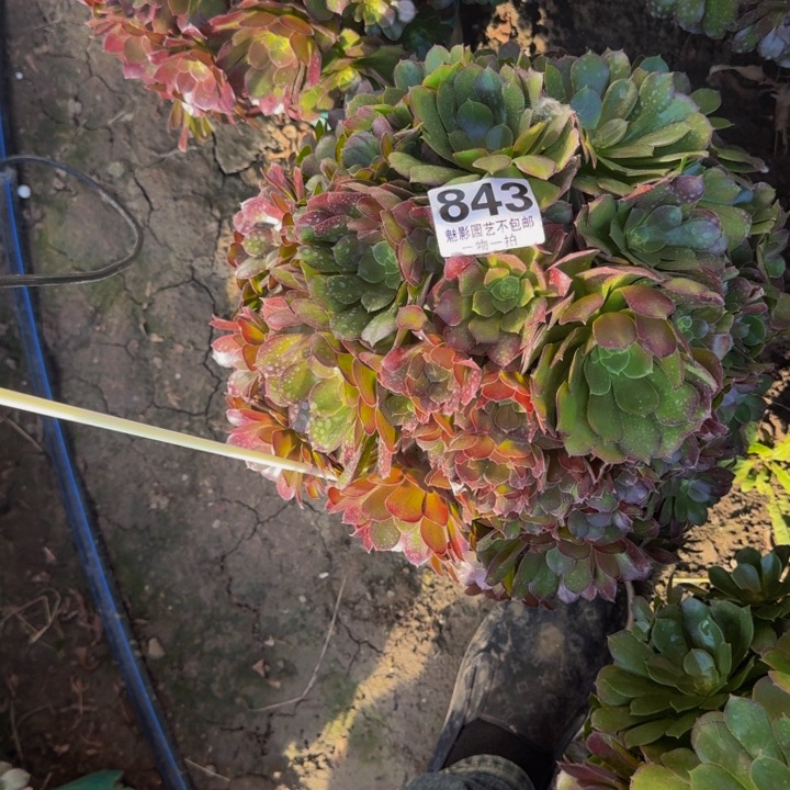 荷兰玫瑰29-43包邮花花