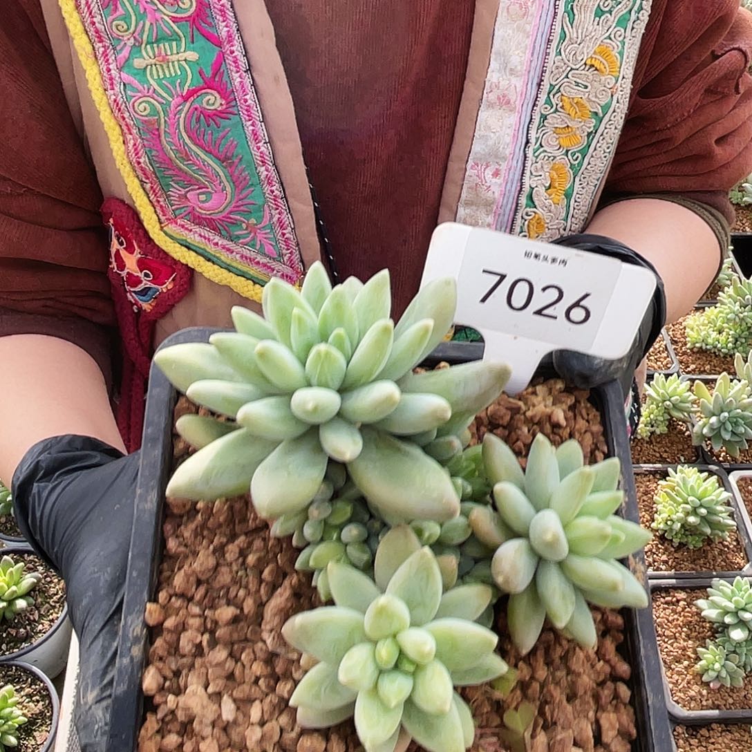 阿蒂斯托多肉   7026号     