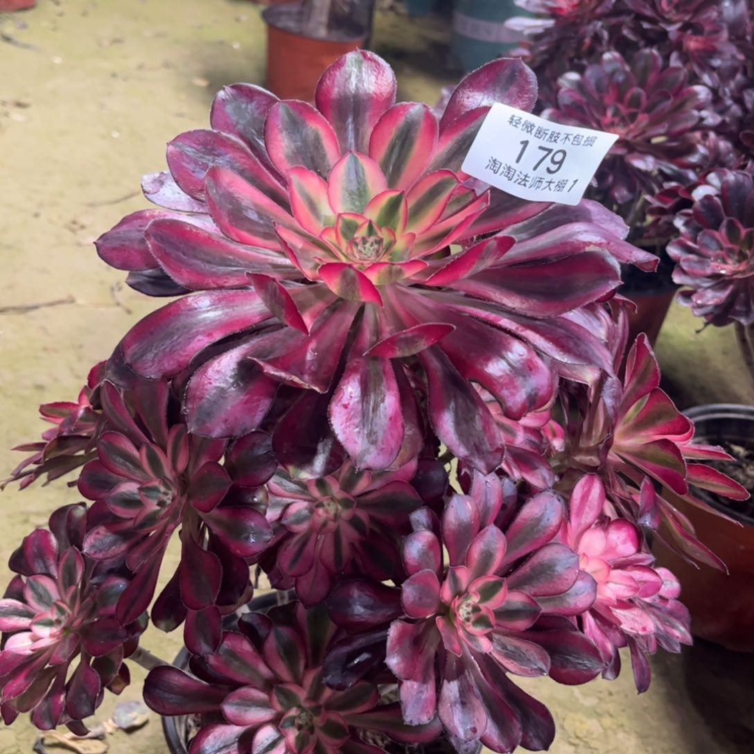 179香奈儿多肉植物法师