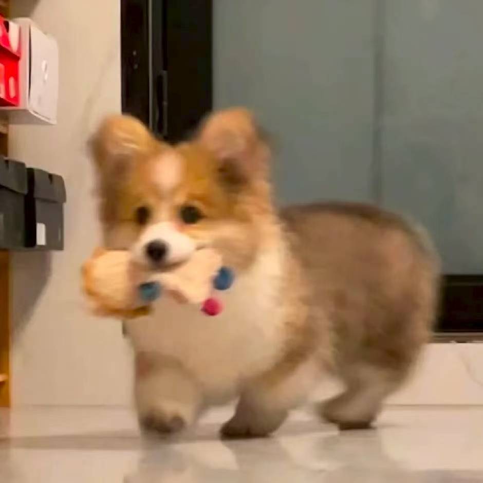 （三驴子宠物）T狗狗活体