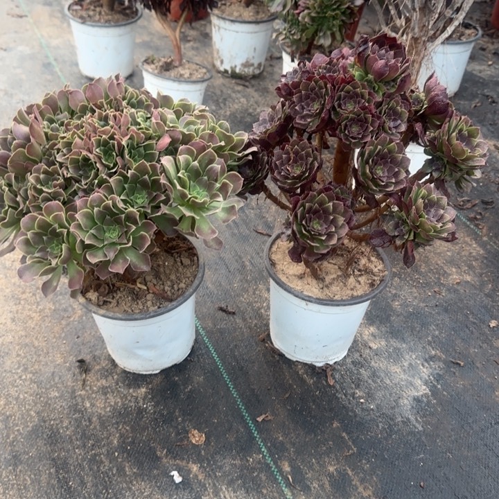 荷兰玫瑰➕原叶包邮。          