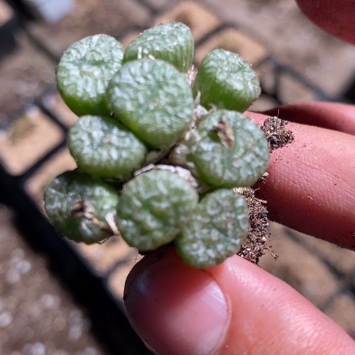 3089一颗一颗一颗