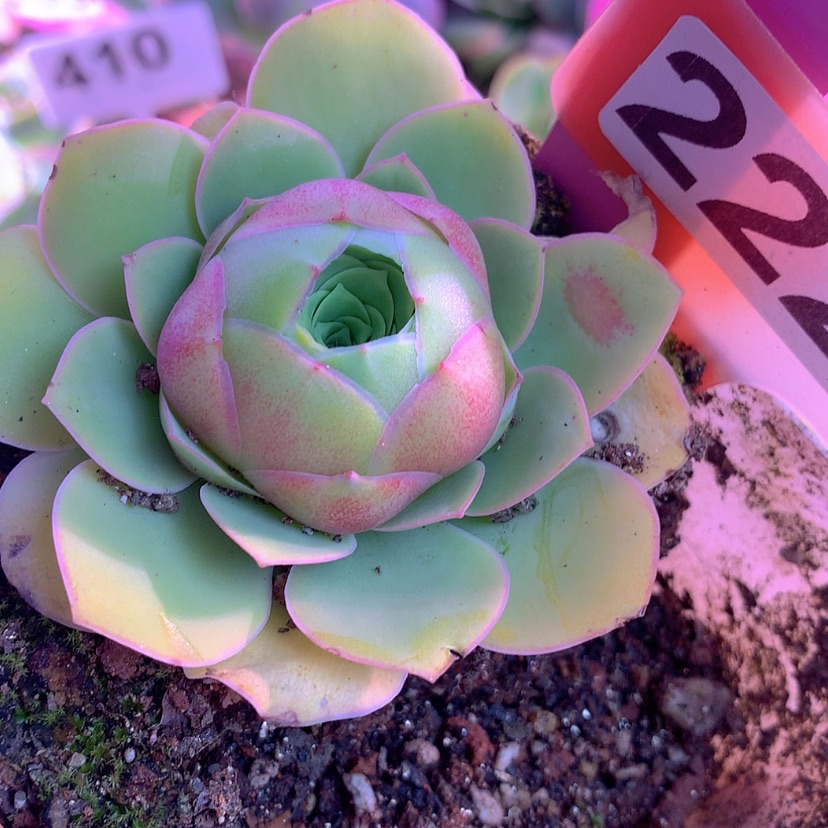 【闪购商品】yjj222高山红色帕