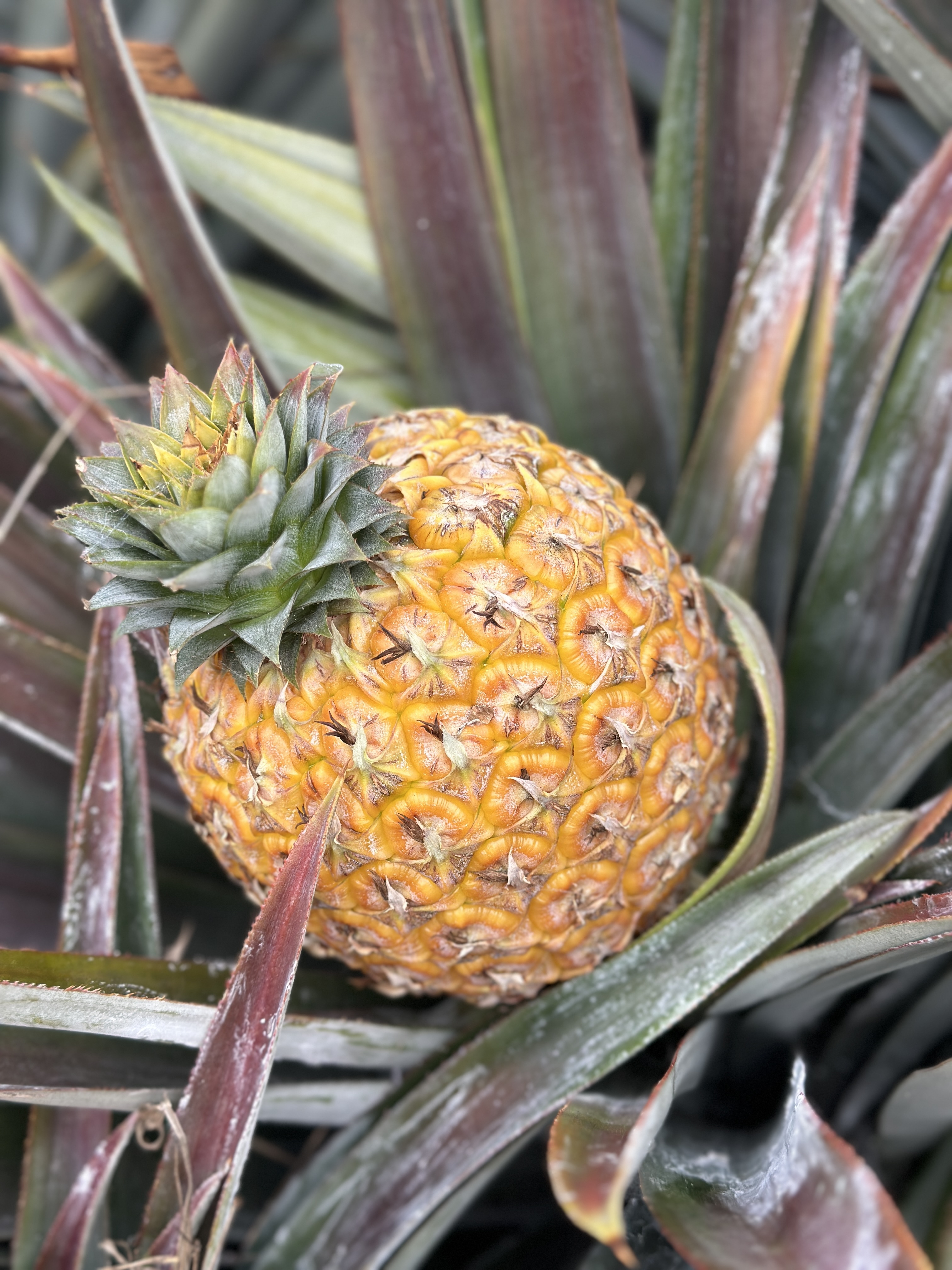 【芒果凤梨特大果顺丰礼盒】自然成熟芒果凤梨台农23号新鲜应季现摘