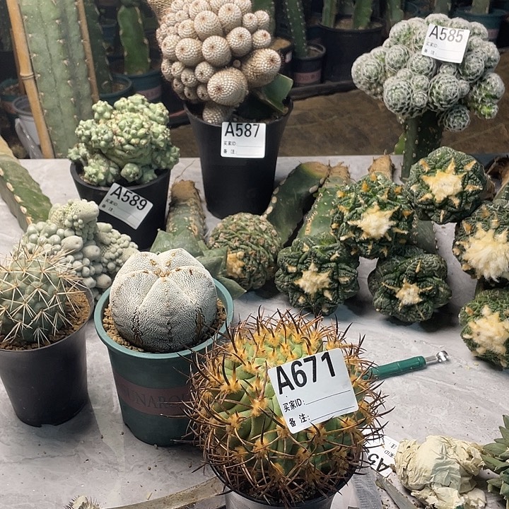 完全开放671黑曜丸