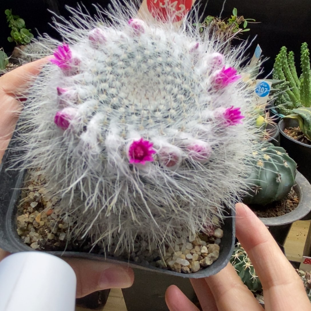 实生银河7.7cm一棵仙人球