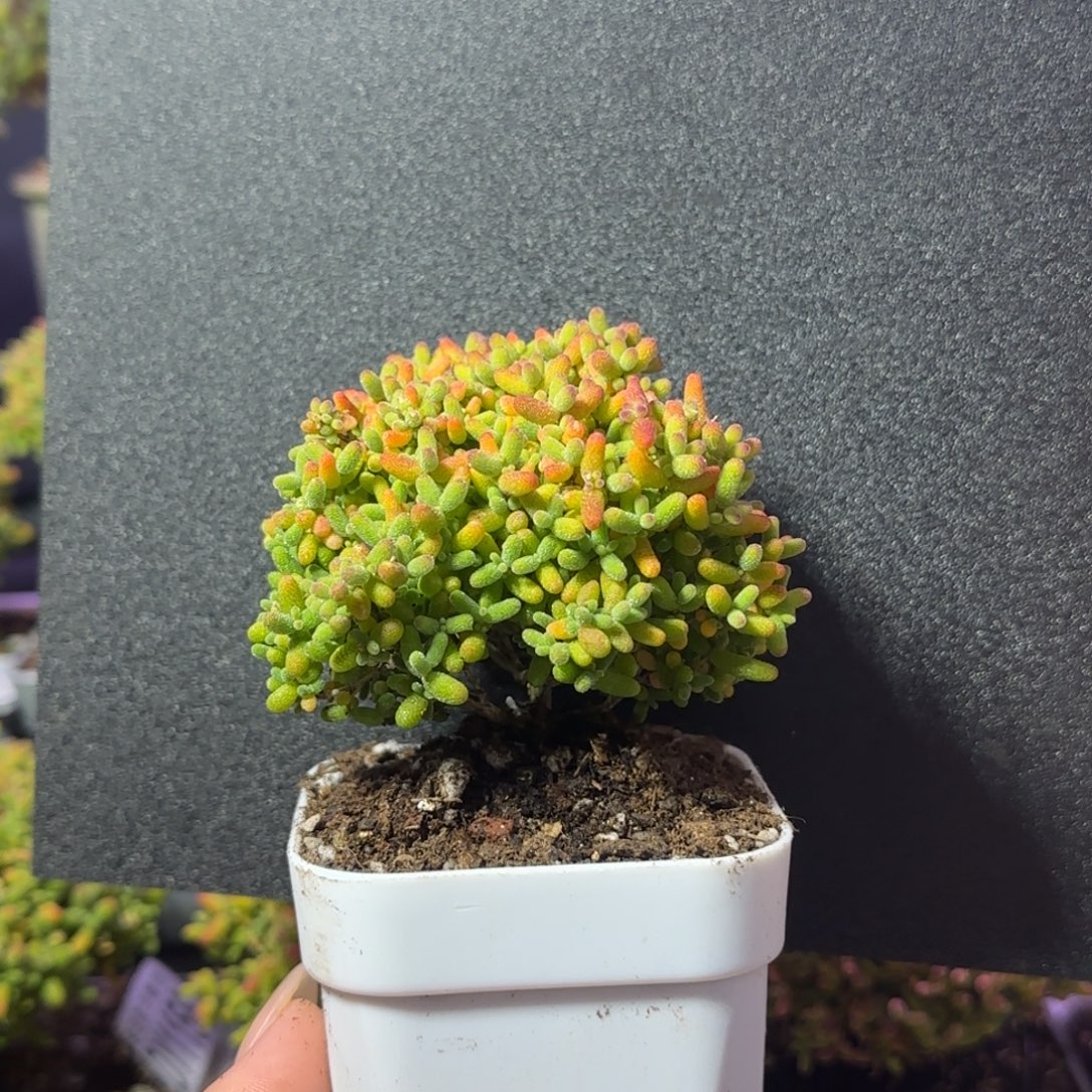 dy1176精控蜜橘直杆三岔冠幅6.5cm