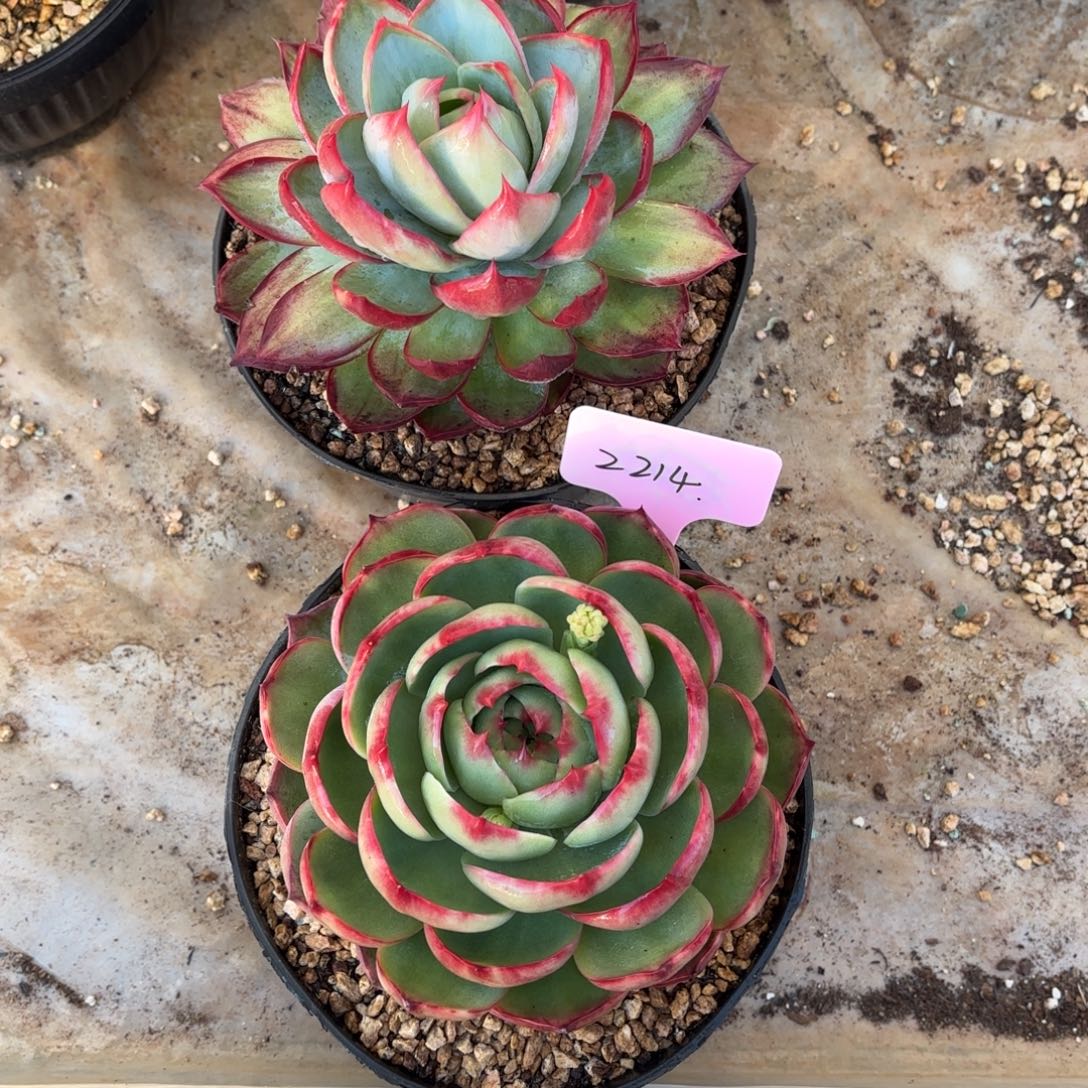 多肉惊鸿仙子2214