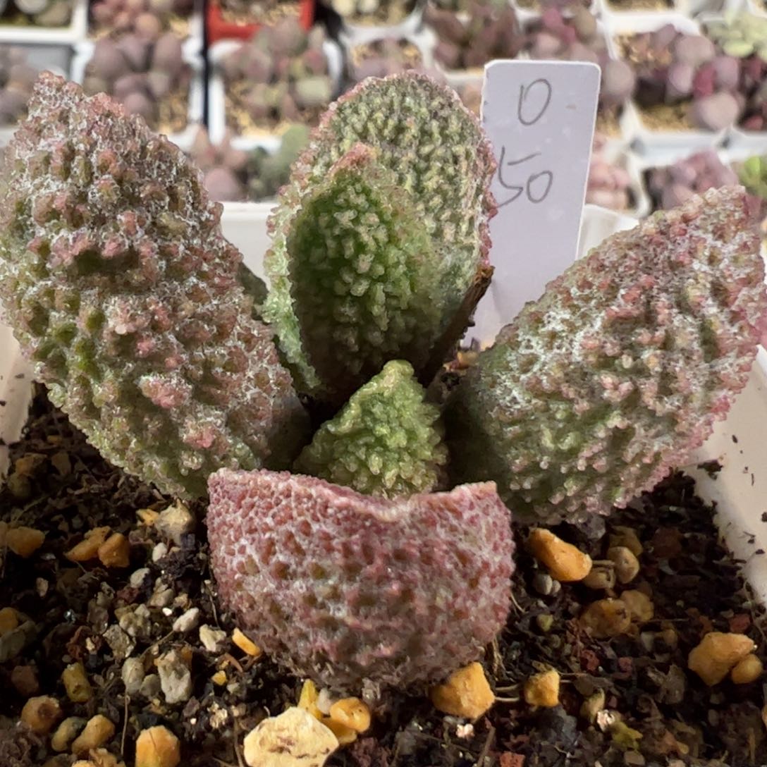 实生新品多肉植物水泡实生新品