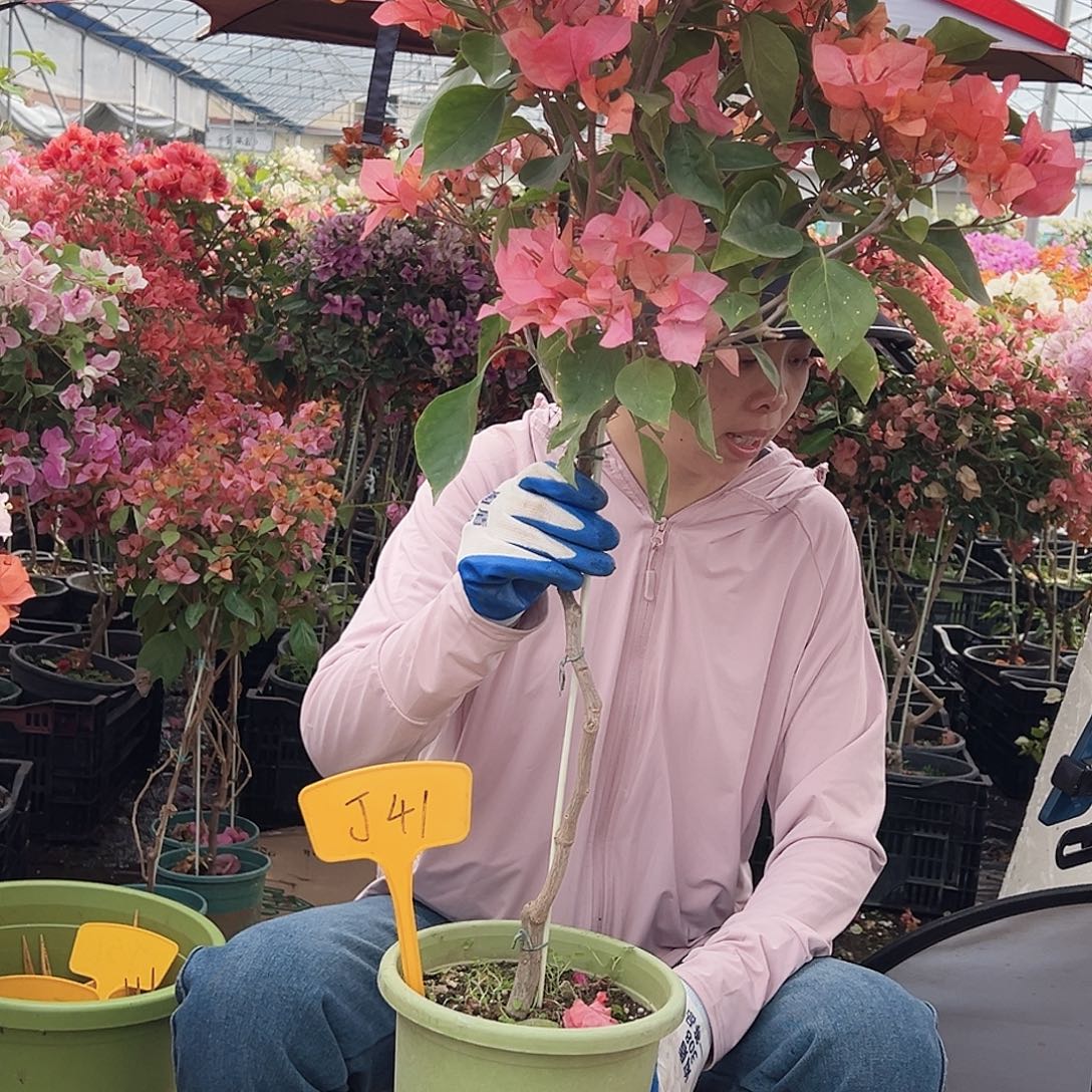 陌***₄大部分花苞少量开放J41波妹