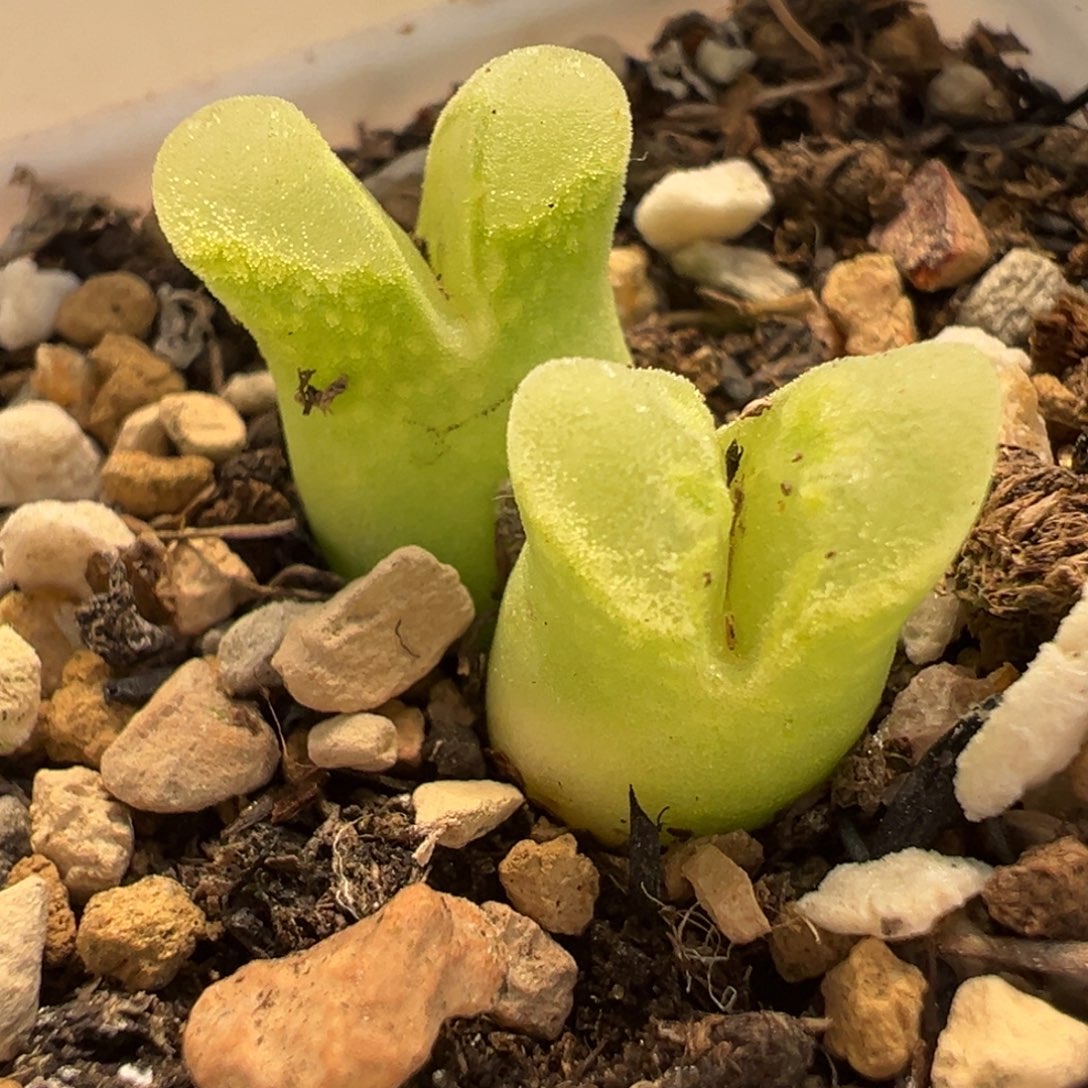874多肉植物盆栽植物